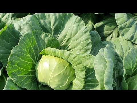 Овощи Растут. Капуста Рапидион, ултьтраранний сорт. - YouTube
