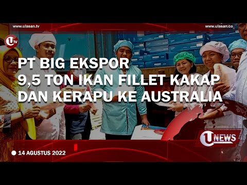 PT BIG EKSPOR 9,5 TON IKAN FILLET KAKAP DAN KERAPU KE AUSTRALIA | U-NEWS