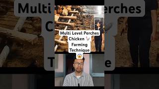 Multi Level Perches Chicken 🐓 Farming Technique 😱. #manipuri #manipur #chicken #farming