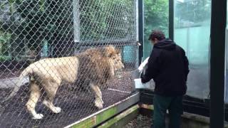 Feeding the Lions