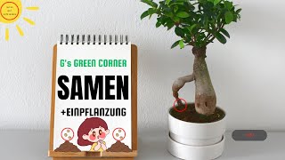 Cannabis Samen einpflanzen – Anleitung zum legalen Eigenanbau | Bildungszwecke (FSK 21)