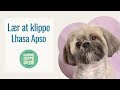 Lhasa Apso - Klip og Trim