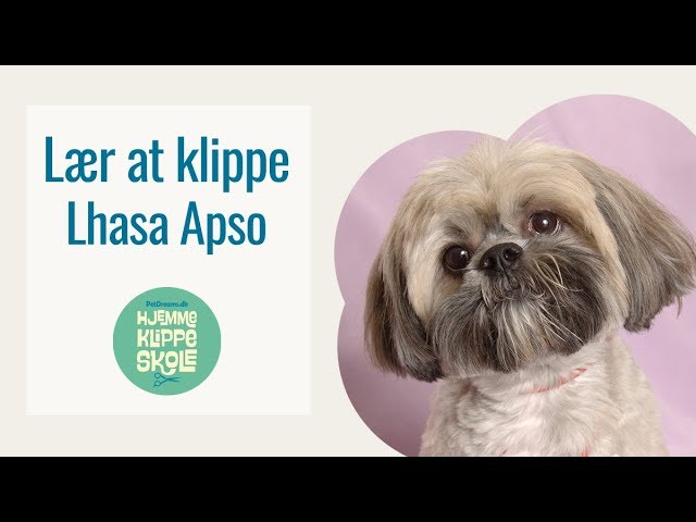 klud jomfru Krage Lhasa Apso - Klip og Trim - YouTube