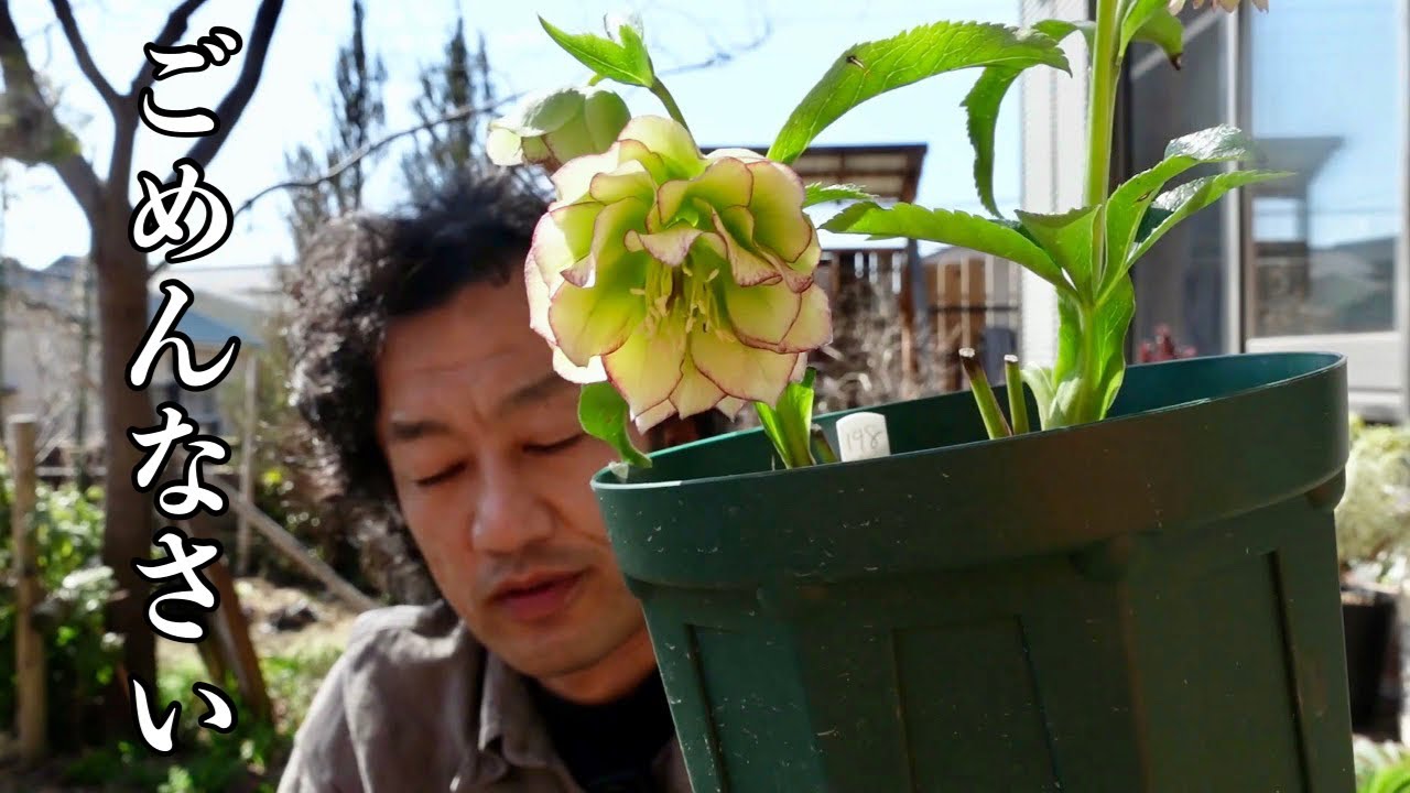 ちゃま.花.クンクン Maa-chan's Christmas roses [Gardening superhero Carmen-kun