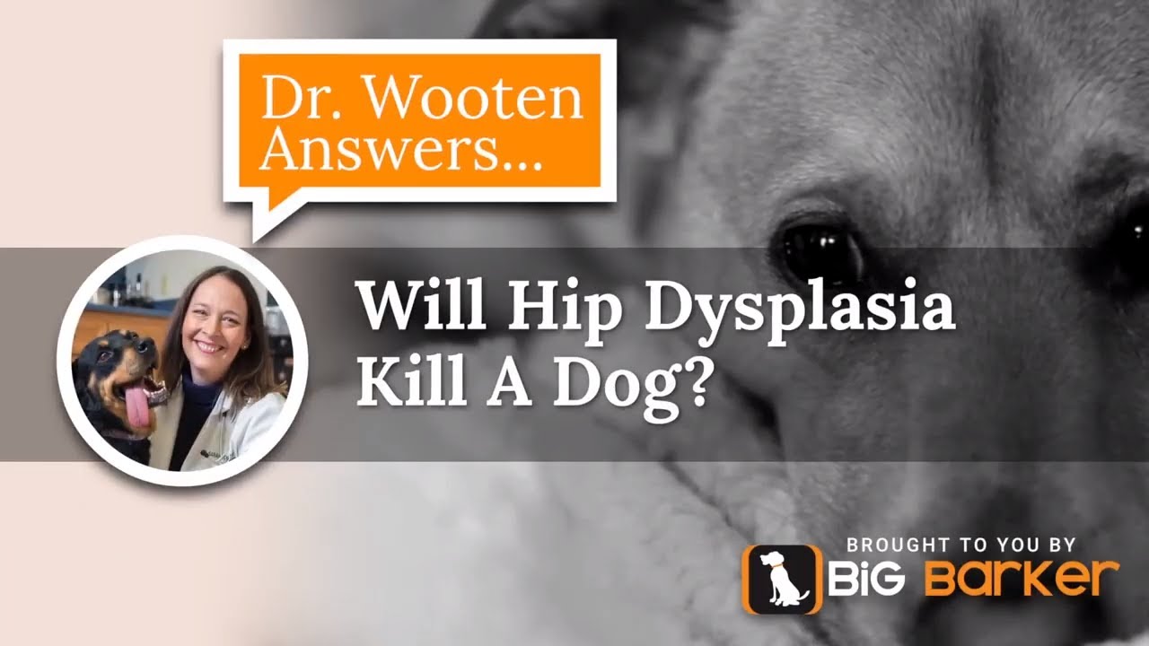 Can Hip Dysplasia Kill A Dog