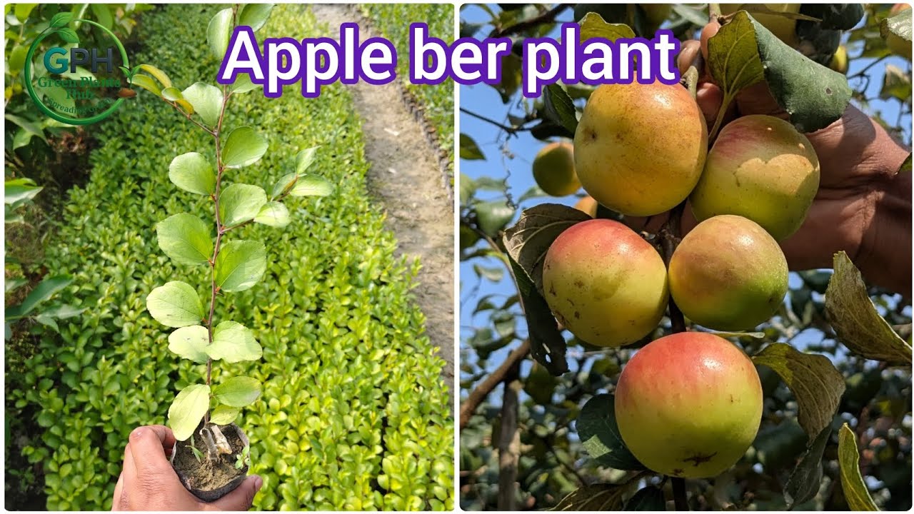 Apple Ber Plants ।। Kolkata Hol bol Sundari April plant call Sundari Apple plantesale Nursery ।।