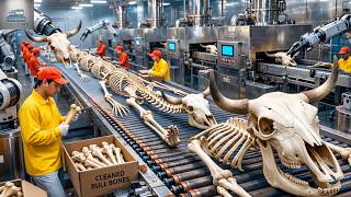 Inside the Bone Meal Fertilizer Factory | From Thousands of Bull Bones to Premium Organic Fertilizer