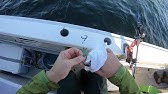 金沢八景 船でイシモチ釣り 黒川丸 Youtube