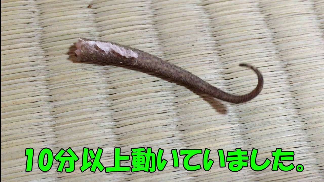 ヤモリ 尻尾 ヤモリの寿命はどのくらい 種類別の寿命や長生きさせるための飼育方法を紹介します