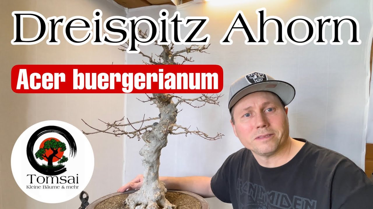 Dreispitz Ahorn Acer buergerianum Bonsai 9/24