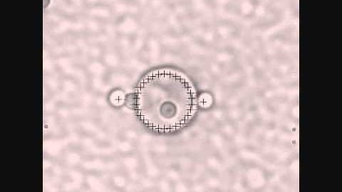 RBC Stretch using Elliot Scientific Optical Tweezers - 2