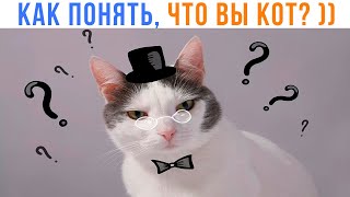 КАК ПОНЯТЬ, ЧТО ВЫ КОТ? ))) | Приколы с котами | Мемозг 1427