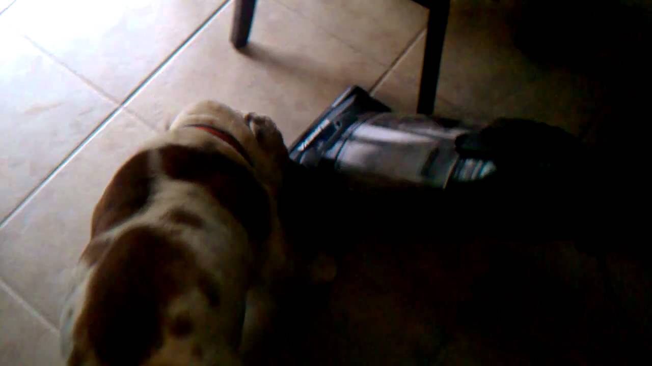 Bulldog attacks vacuum YouTube