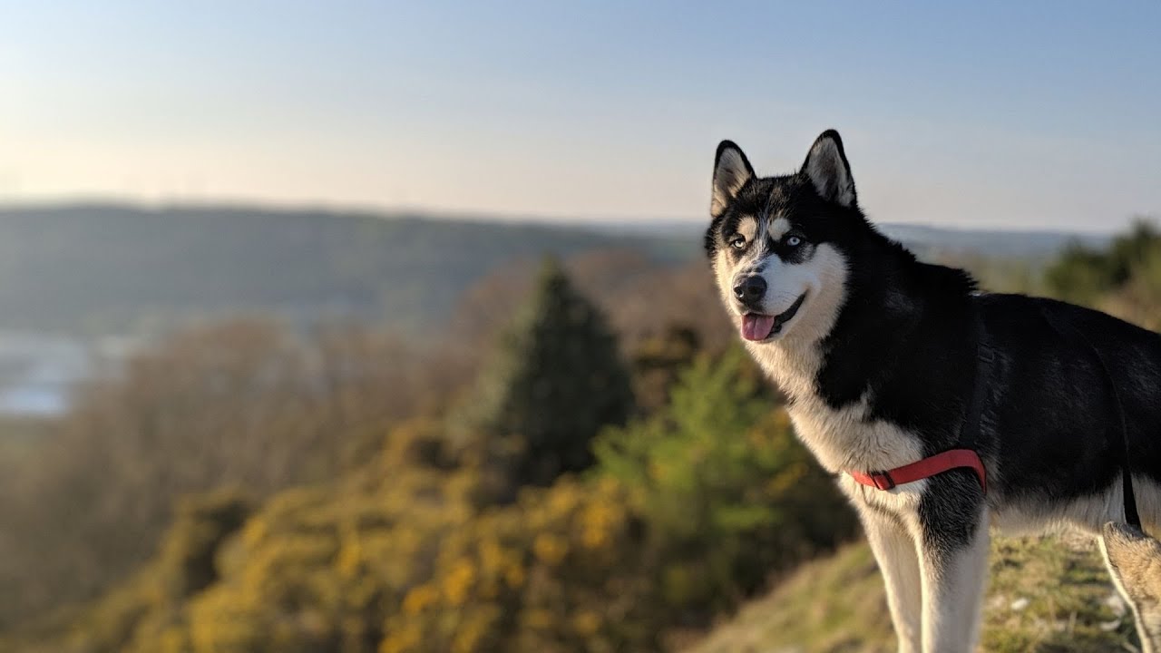 Så väljer du rätt försäkring för din malamute