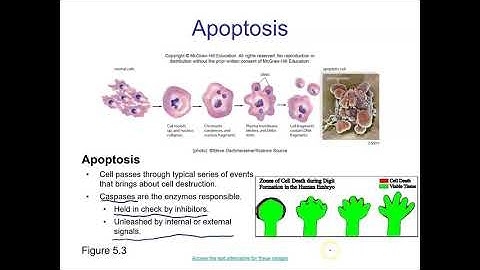 Chapter 5 part 1 biology mader