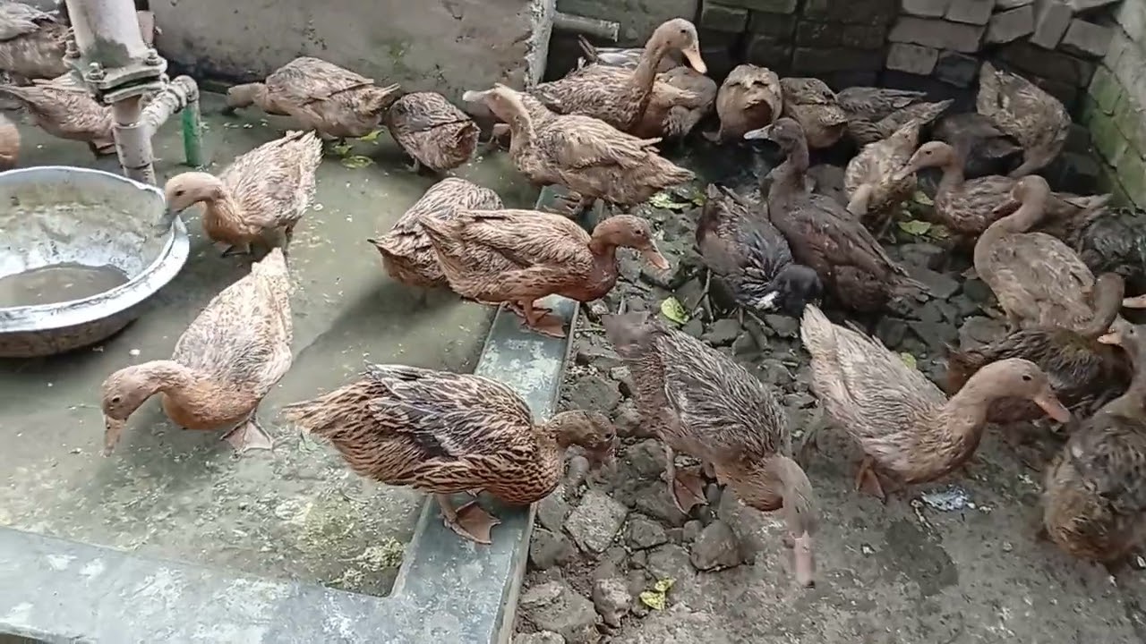হাঁস পালনের পদ্ধতি, খাকি কেম্বেল হাঁসের খামার,হাঁসের কৃমির ওষুধ, হাসের চুনা পায়খানা, duck Farm #duck