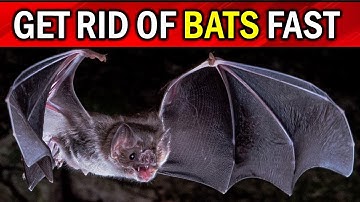 How To Get Rid of Bats Naturally in your House, Attic & Roof
