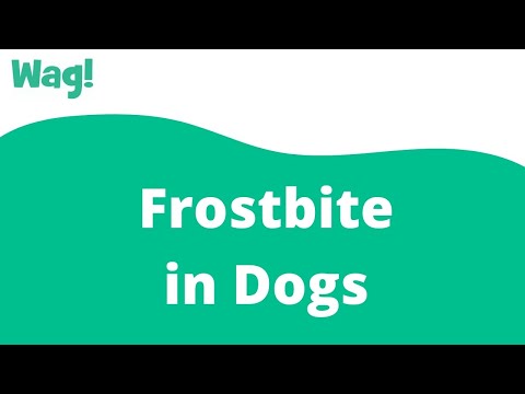 वीडियो: कुत्तों पर शीतदंश