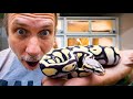 FOUND A SCALELESS BALL PYTHON IN MONTANA!! DAY 9 | BRIAN BARCZYK