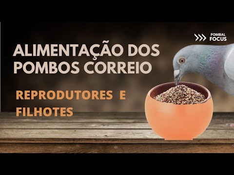 Vídeo: Quando é a época de nidificação dos pombos?