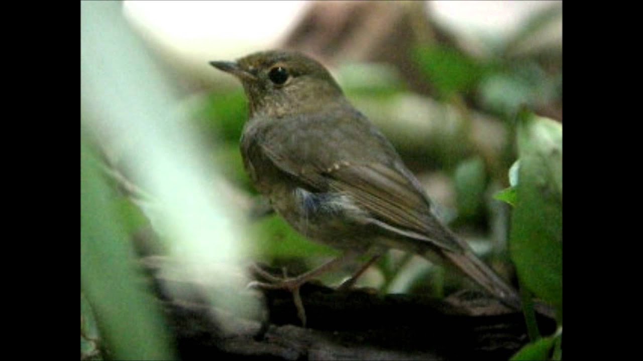 Rufous-headed Robin, first for Cambodia! 