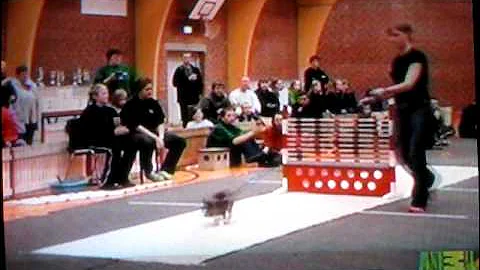 Animal Planet's Most Outrageous Animal Competitions - Rabbit Show Jumping