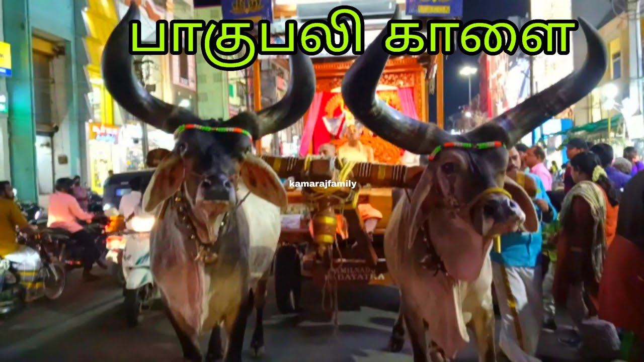 அசுரத்தனமான கொம்புடைய காளை | Biggest Horn Bull 