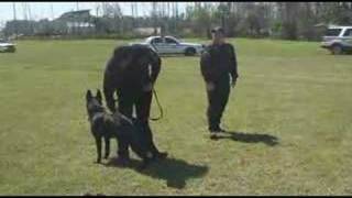 Coins For K-9