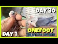 OneFoot the African Lovebird | Day 1 - Day 30