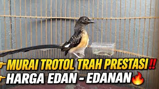 HARGA EDAN²AN AKHIR TAHUN‼️MURAI TROTOL TRAH PRESTASI ADA EKOR PANJANG TERNYATA SEGNI⁉️