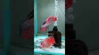 Download Lagu wow MENOR sekali TUGIMAN Flowerhorn Kamfa F2 THAILAND #maskribo #louhan MP3 Download Lagu wow MENOR sekali TUGIMAN Flowerhorn Kamfa F2 THAILAND #maskribo #louhan MP3
