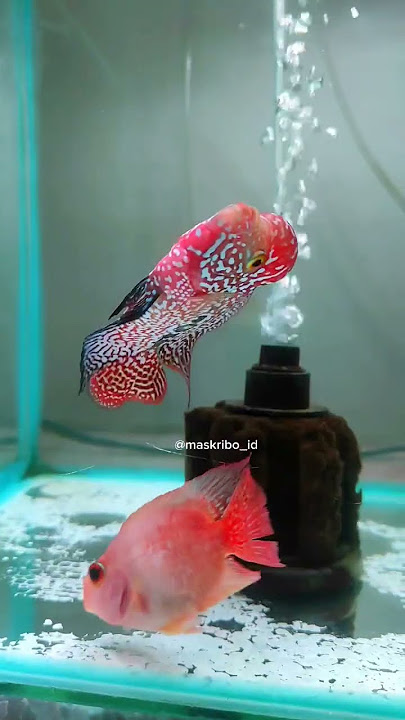 wow MENOR sekali TUGIMAN Flowerhorn Kamfa F2 THAILAND #maskribo #louhan