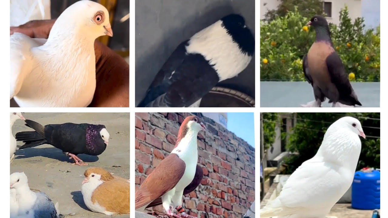 kabuter ki video insta viral pigeon tiktok pigeon racer pigeon