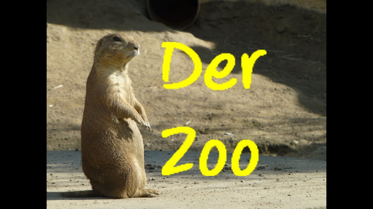 Learn German Der Zoo YouTube