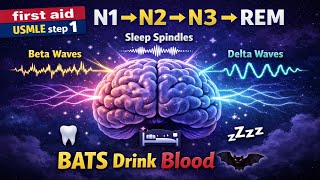 Sleep Stages Made EASY with ONE Mnemonic! 😴 BATS Drink Blood || first aid USMLE step 1 
