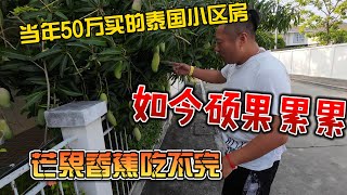 当年50万买的泰国小区房，如今硕果累累，芒果香蕉吃不完