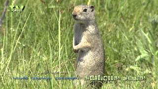 Wild Peers: Uinta Ground Squirrel - spermophilus armatus