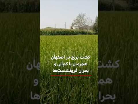 کشت برنج در اصفهان هم زمان با کم آبی و بحران فرونشست ها