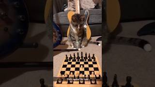 Funny Cats  episode 546 #shorts