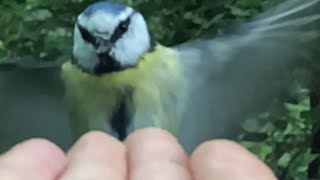 Bird Behavior: Robin Chases Great Tit in Dramatic Encounter || WooGlobe
