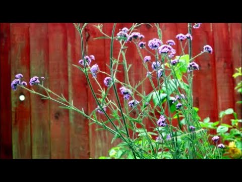 Video: Årlig vs. Perenn Verbena - Hur länge varar Verbena i trädgården