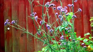 How to Grow Verbena from Last Year's Flower Seeds