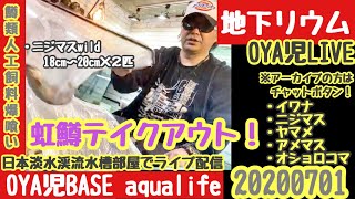 【OYA児BASE】虹鱒テイクアウト！ヤマメ、イワナ、ニジマス飼育な地下水槽部屋で水換えメンテ今宵も地下リウム雑談メンテ配信／アクアリウム、日淡、渓流魚、らんちゅう【地下リウム】20200701