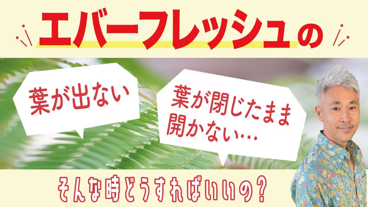 エバーフレッシュの葉が出ない 葉が閉じたまま開かない そんな時どうすればいいの 古屋が勝手に答えます Youtube