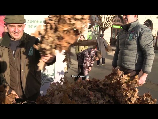 OČUVANjE TRADICIJE KROZ BRIGU O PRIRODI U Novom Sadu tradicionalno podeljeni badnjaci građanima