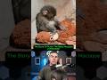 The Heartbreaking and Heartwarming Story of Punch the Japanese Macaque.