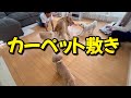 【滑り防止】愛犬のためにボロボロになったカーペットを張り替えしました
