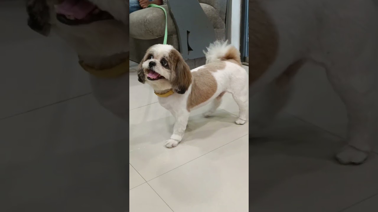 Home Made Khilona Shorts - Hindi Status Tube