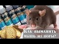 Как выманить мышь из норы? Приколы на рыбалке : РД