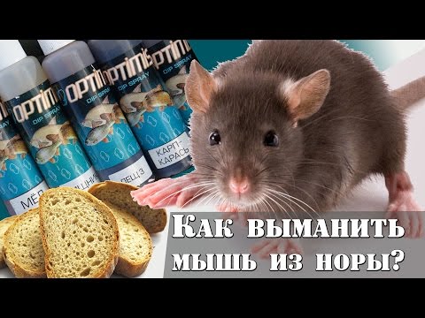 Как выманить мышь из норы? Приколы на рыбалке : РД